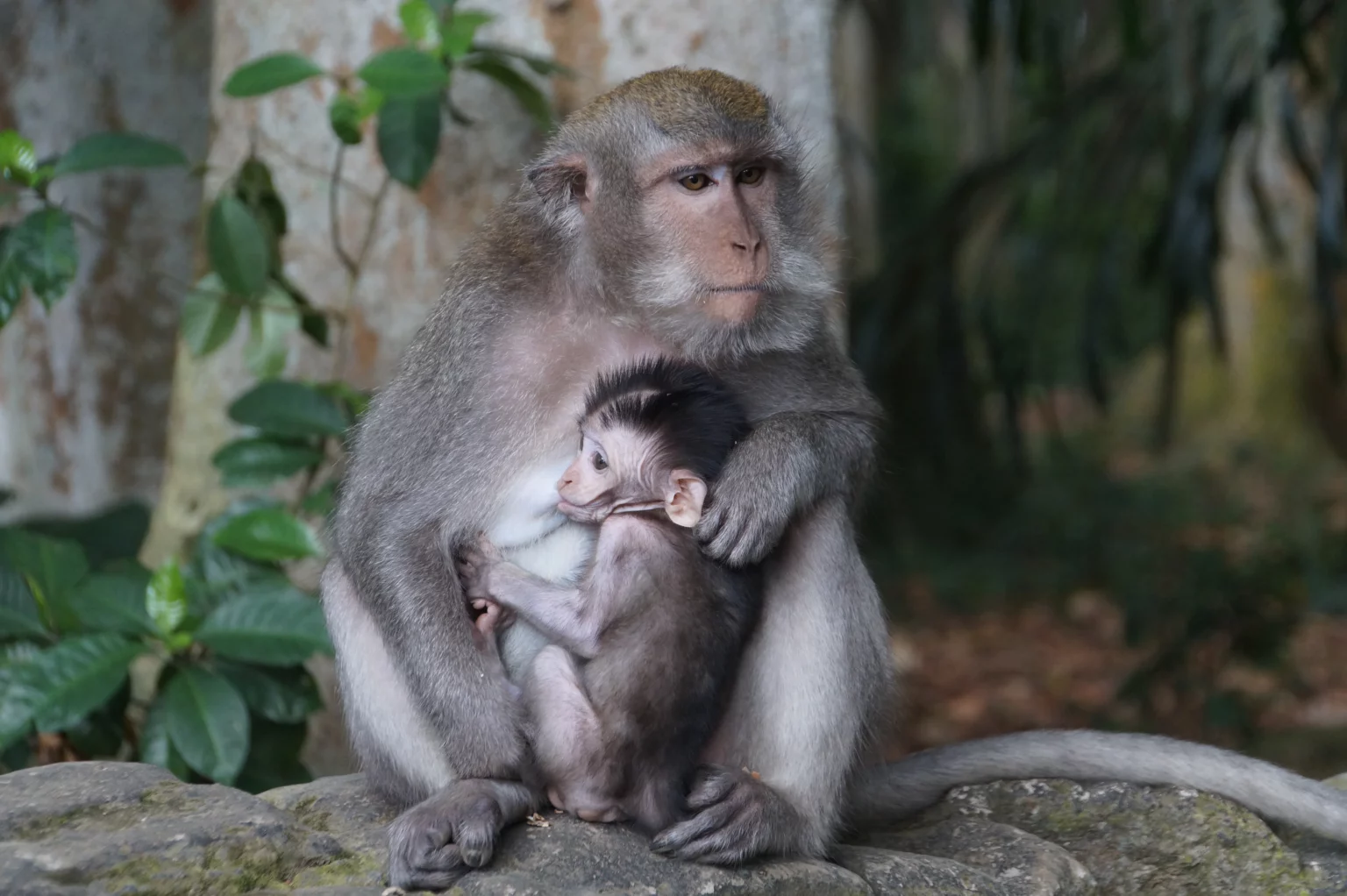 Monkey Forest Carnet d'évasion