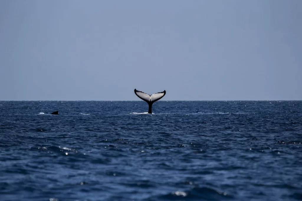 Observation des baleines en Norvege destination pour cet hiver