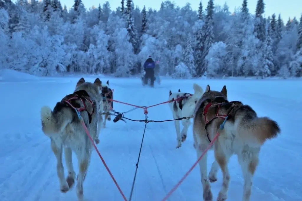 Chien de traineau Laponie destination pour cet hiver