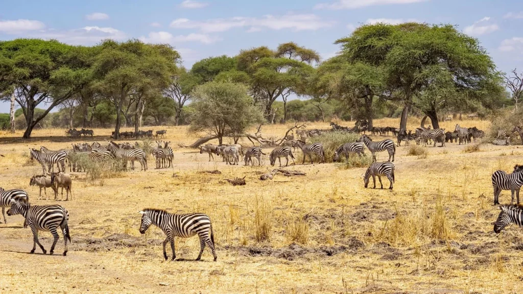 Tanzanie - destination pour cet hiver